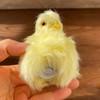 Pack of 2 Realistic Yellow Furry Baby Chicks Lifelike Fur