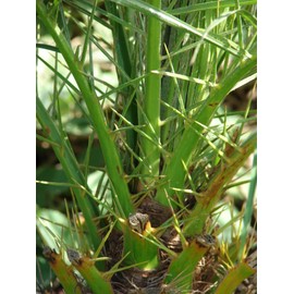 Phoenix Roebelenii - Miniature Pygmy Date Palm - Large Live Tree - Beautiful Patio Plant