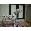 Jaapi PURPLE/SILVER large dog collar, fit Breyer Companions, not for real dogs