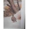 Guy Coheleach "Bobwhite" Signed Print 16 x 20" 1978 Regency