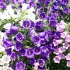 Canterbury Bells Campanula Medium Bluebells Flower Garden About 100 Seeds