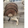Thuli Products Antler Shed Display Clamp