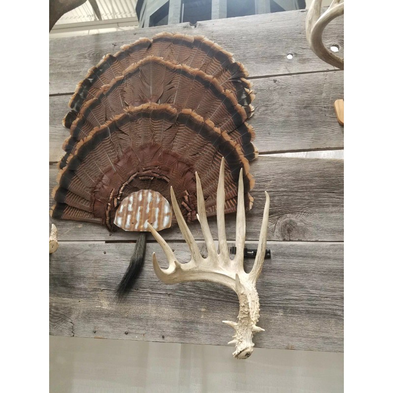 Thuli Products Antler Shed Display Clamp