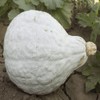 Everwilde Farms - 20 Blue Hubbard Winter Squash Seeds -