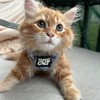 Travel Cat Harness and Leash Set - Adjustable Fit Mesh
