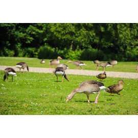 Sugar Beet Food Plot Seeds Bulk Excellent Deer Food Plot by OrOlam