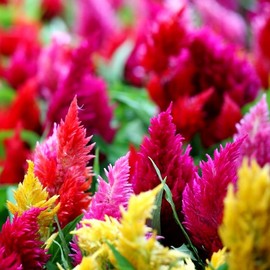 Celosia Plumosa Mix Plumed Cockscomb Woolflower About 200 Non-GMO Seeds for Planting Exotic Flower
