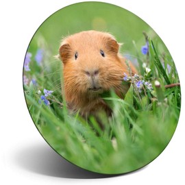 Destination Vinyl ltd Magnet for Refrigerator, Fridge - Cute Ginger Guinea Pets Animals Fun for Office, Cabinet and Whiteboard, Magnetic Stickers, 8558