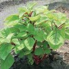 White 1000-2000 Varieties Red, Green, Red Stem, White Amaranth Chinese
