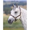 Shires Velocito Gara Ragley Lined Headcollar Hav Cob