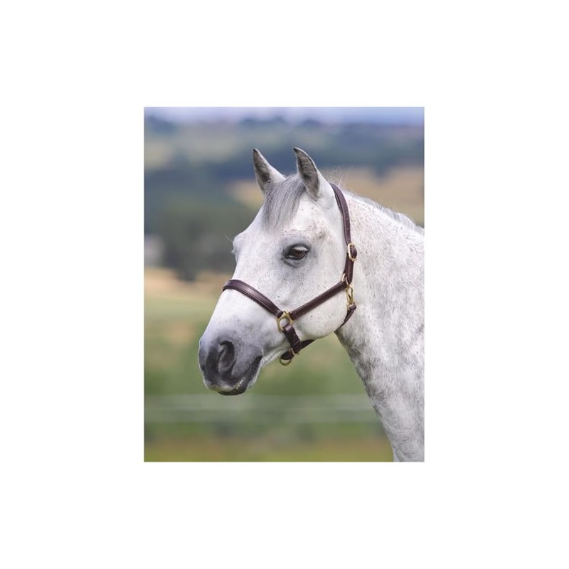 Shires Velocito Gara Ragley Lined Headcollar Hav Cob