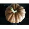 Seminole Pumpkin Organic Seminole Pumpkin Seeds - 20 seeds