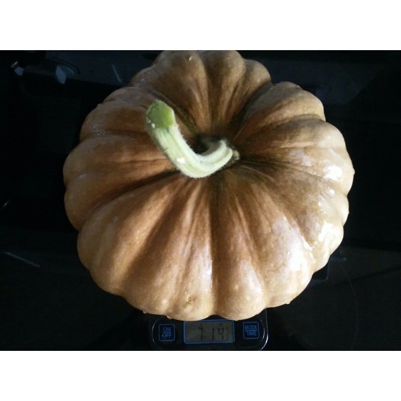 Seminole Pumpkin Organic Seminole Pumpkin Seeds - 20 seeds