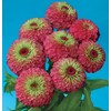 Zinnia Queen Red Lime Nice Garden Flower Seeds (25 Seeds)