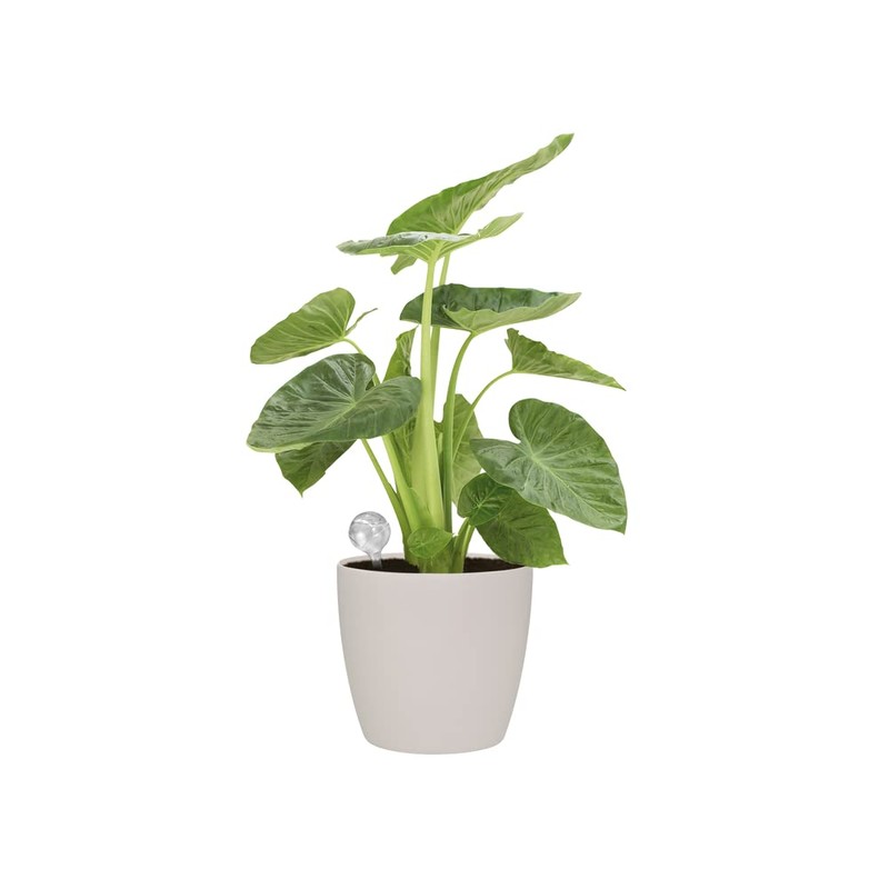 Elho 2102920810000 "aqua care" Watering System - Transparent