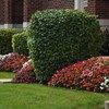 Eden Brothers Impatiens Seeds - Beacon Mix