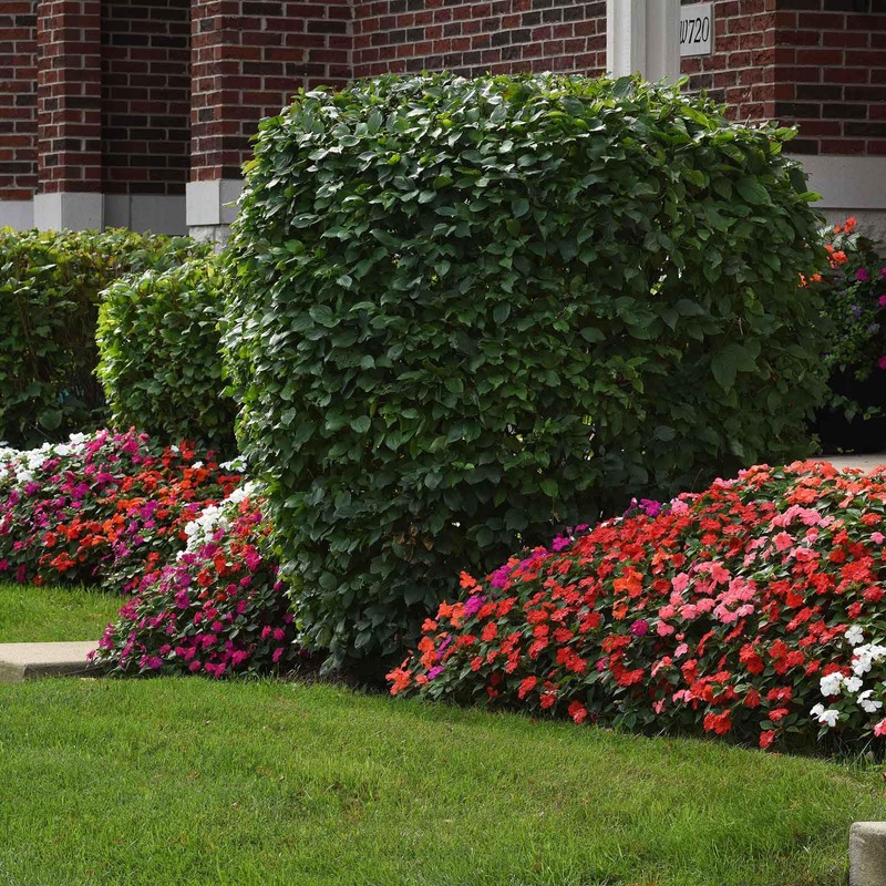 Eden Brothers Impatiens Seeds - Beacon Mix