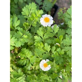 Feverfew Plant, (Tanacetum parthenium) 2.5 inch Pot