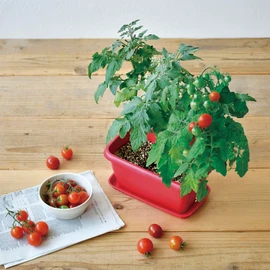 Seishin Ceramics Winter / Spring / Summer Home Gardening Easy Cultivation Kit for Growing Mini Tomatoes Vegetables Cultivation Set (Science Project / Food Education) Pot Approx. 24×15cm ENJOY PLANTER