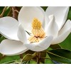 from, My Brooklyn Botanical Garden's Club Southern White Flowering Tulip