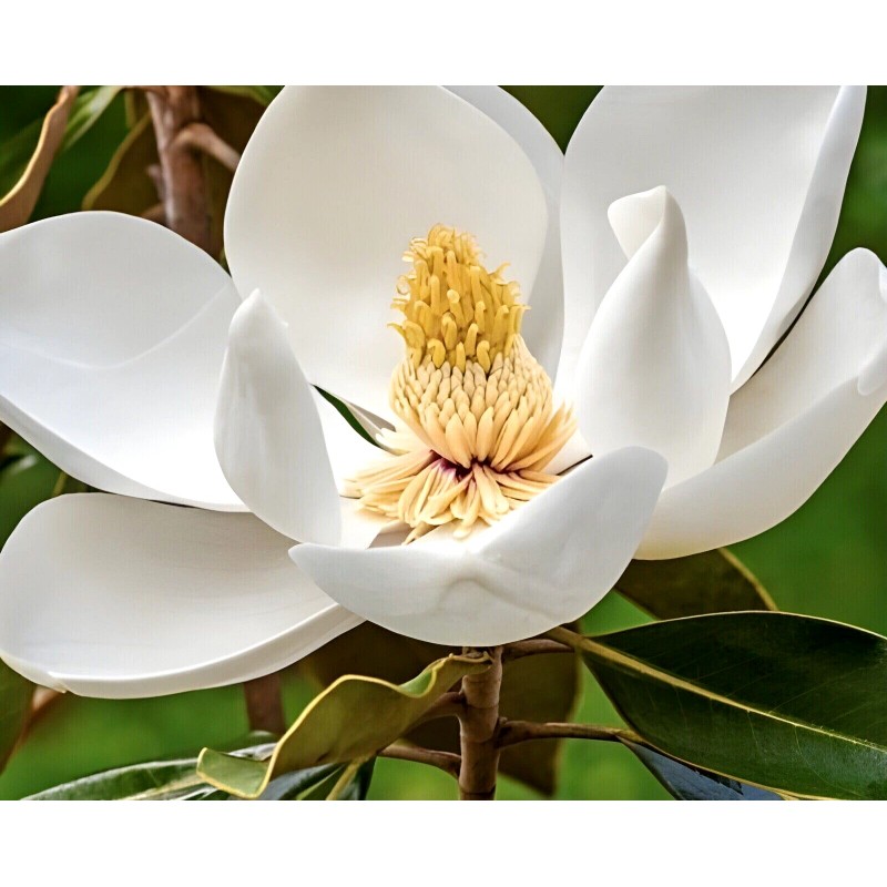 from, My Brooklyn Botanical Garden's Club Southern White Flowering Tulip