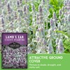 Lamb's Ear Seeds for Planting - 1 Packet with Instructions