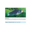 sera Phyto Med Protection Azid Medication for ornamental fish against