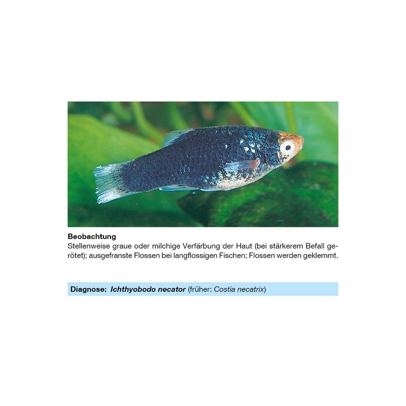 sera Phyto Med Protection Azid Medication for ornamental fish against