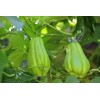 Chayote Plant 3 Sprouted Chayote Squash Mirliton Live Plant Ready