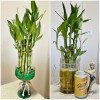Lucky Bamboo 10 LUCKY BAMBOO PLANTS 4" Free Butterfly Stake,