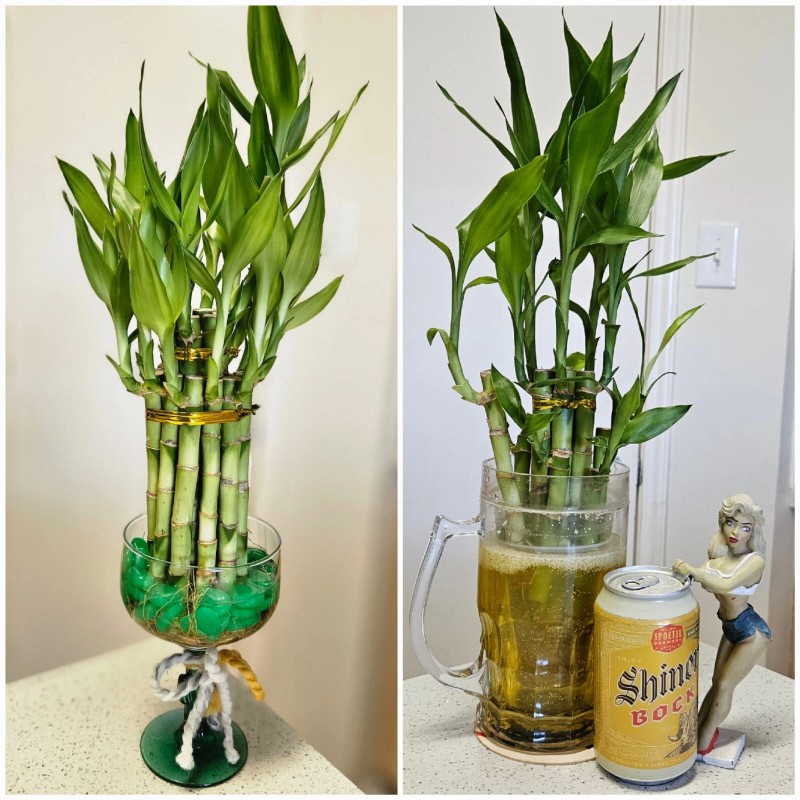 Lucky Bamboo 10 LUCKY BAMBOO PLANTS 4" Free Butterfly Stake,