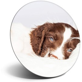 Destination Vinyl ltd Magnet for Refrigerator, Fridge - Cute Spaniel Puppy Dog Animals Pets for Office, Cabinet and Whiteboard, Magnetic Stickers, 8672