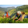 CENVEL® Super Opa Loose Whole Leaf Black Tea | Exclusive