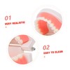Ciieeo Dentals Teaching Model for Realistic Flossing Teeth Model Oral