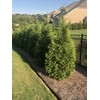Shrub Giant Arborvitae 2.25 Gal, Green Foliage
