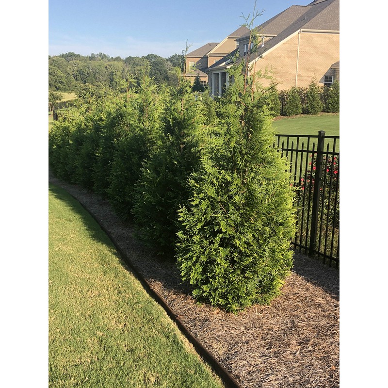 Shrub Giant Arborvitae 2.25 Gal, Green Foliage