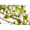 Health Embassy Shepherds Purse Herb | Capsella bursa-pastoris | Herbal