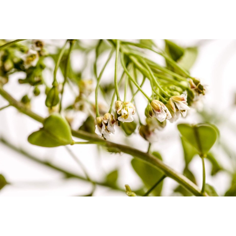 Health Embassy Shepherds Purse Herb | Capsella bursa-pastoris | Herbal