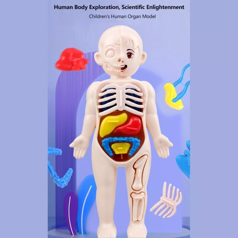 Deluxe Rompecabezas 3d Cuerpo Humano Juguete Didáctico Niñas Niños