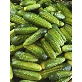 Boston Pickling FRESH 2024 ORGANIC Boston Pickling Cucumber 25 HEIRLOOM Seeds NON GMO Vegetable