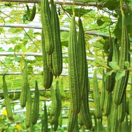 TomorrowSeeds - Buab Moom Angled Luffa Gourd Seeds - 10+ Count - for 2025 Planting Ridged Gourd Okra Bitter Melon Garden Eating Or Crafting Sponge Soap Home Asian Vegetable Grow Your Own Home Farm