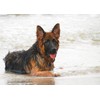 German Shepherd Dog Blank Greeting Card