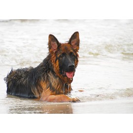 German Shepherd Dog Blank Greeting Card