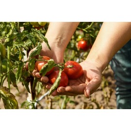 Calypso Caribbean Tomato Seeds for Planting, 100+ Heirloom Seeds Per Packet, (Isla's Garden Seeds), Non GMO Seeds, Botanical Name: Lycopersicon esculentum, Great Home Garden Gift