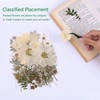 48PCS White Large Real Dried Pressed Flowers Leaves Natural Plant