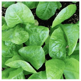 Little Gem Lettuce Seeds - Fall Crop and Cool Season Planting