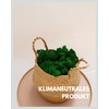 Iceland Moss Natural Green Preserved I Moss Decoration for Crafts
