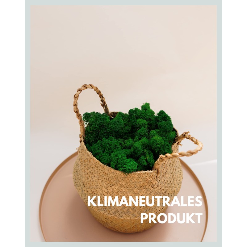 Iceland Moss Natural Green Preserved I Moss Decoration for Crafts