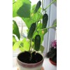 22Day Seeds: Seeds Self-Pollinated Cucumber Indoor F1 / Indoor /