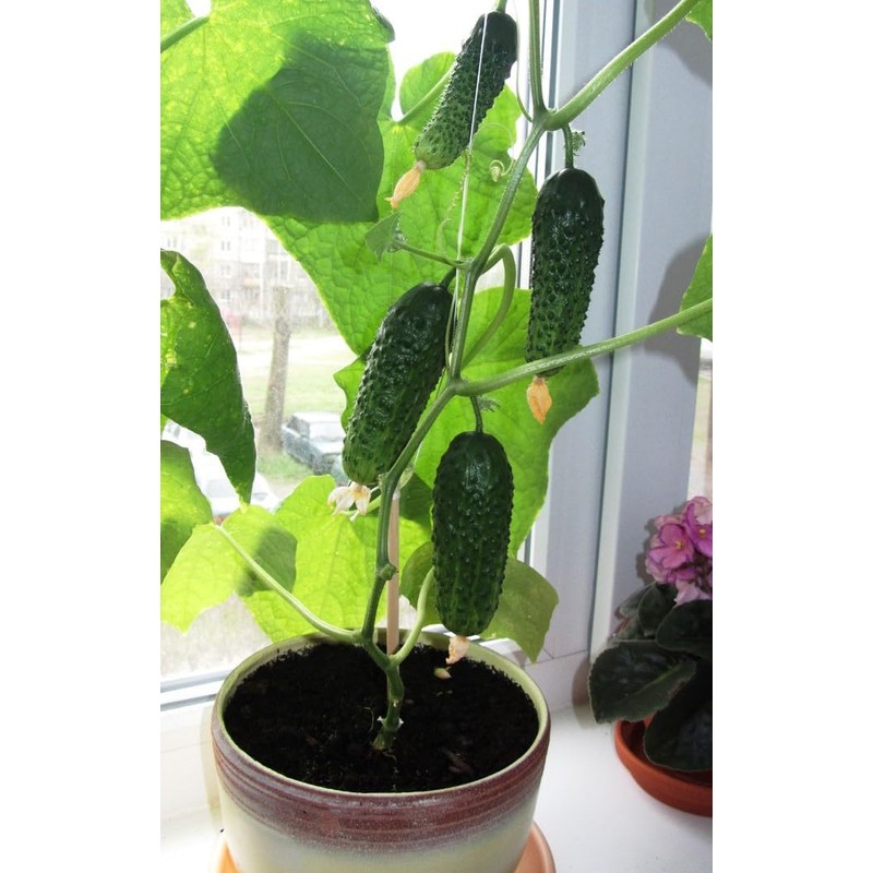 22Day Seeds: Seeds Self-Pollinated Cucumber Indoor F1 / Indoor /
